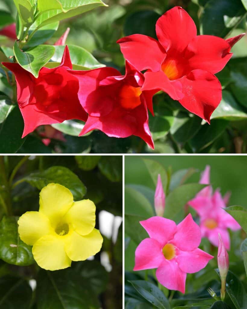 ttlid-60175-mandevilla-facts-t1 10 faszinierende Fakten die Sie wissen mussen