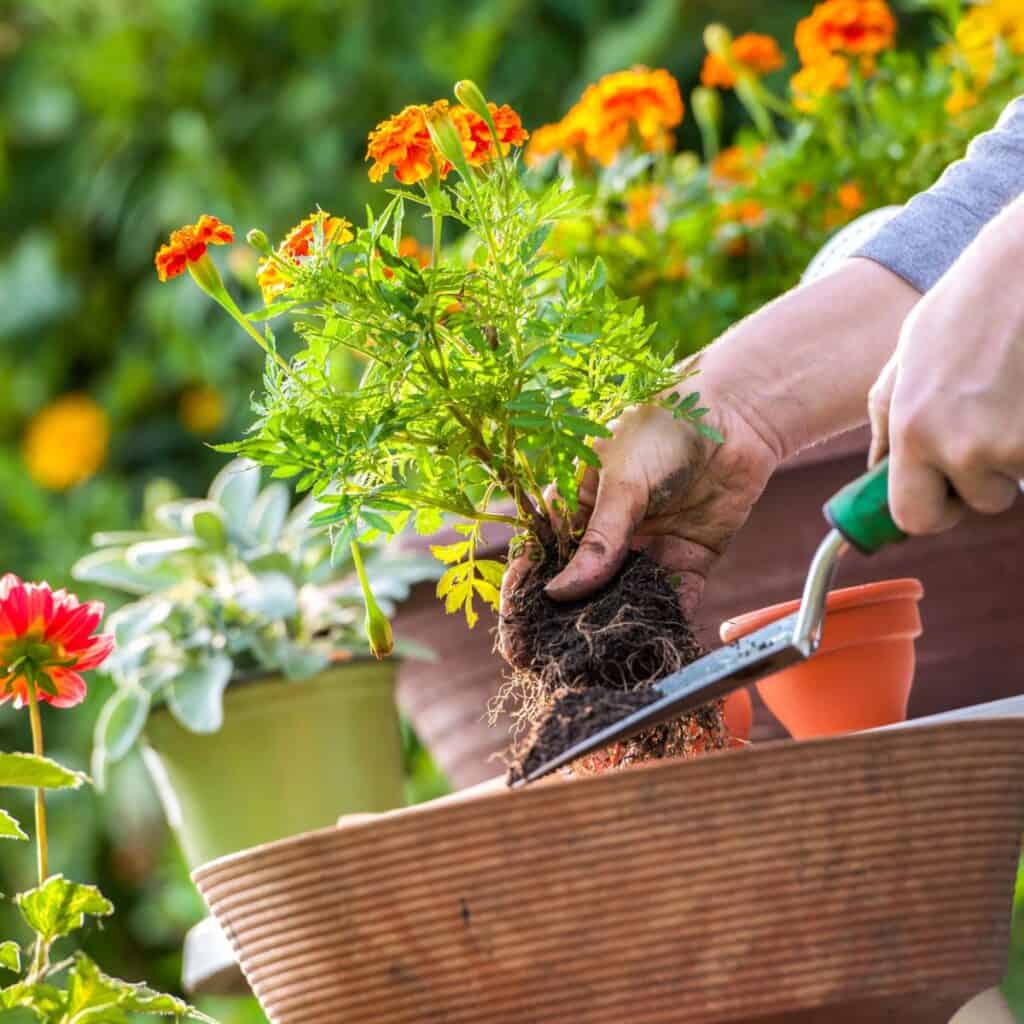 ttlid-60437-gardening-tasks-feb-south-t1 15 Gartenaufgaben fur Februar im Suden