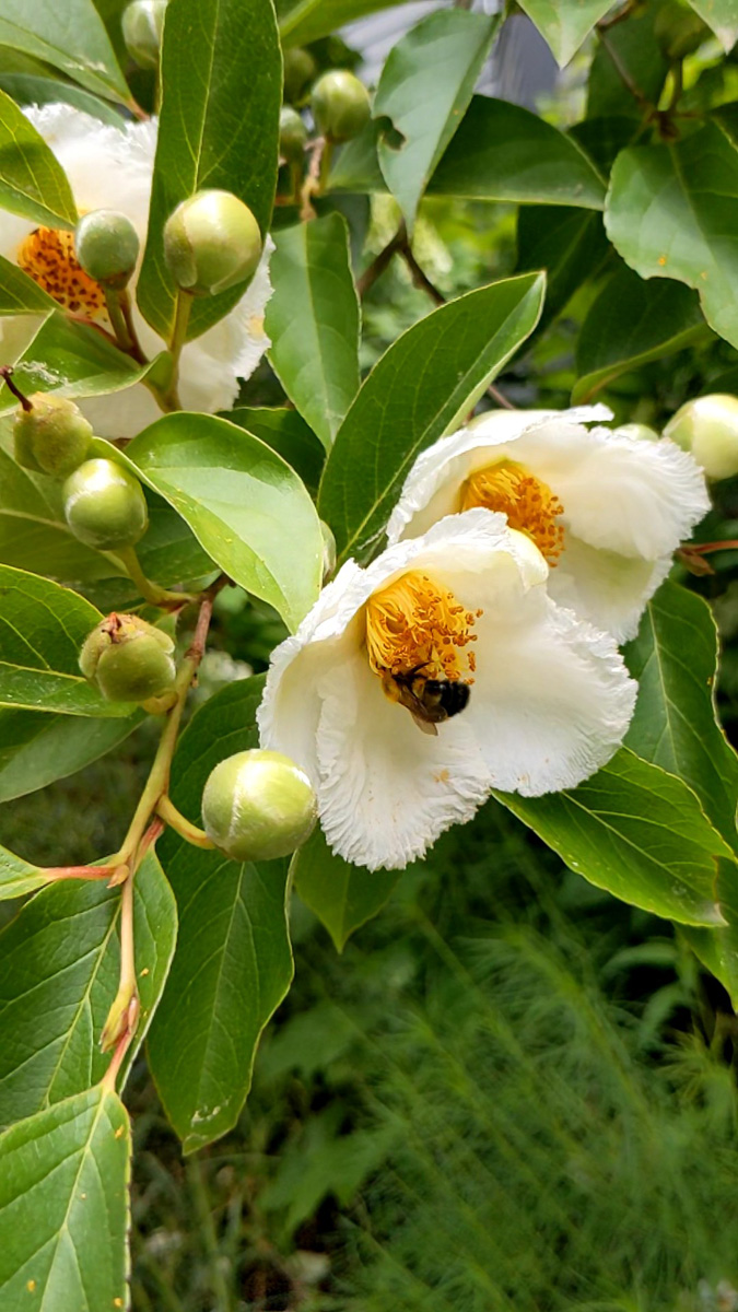 Episode 179: schönste Blumen 4 Japanische Stewartia