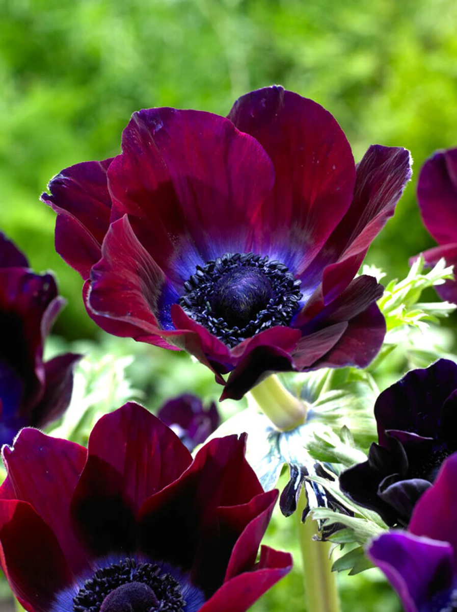 Episode 179: schönste Blumen 5 'Mistral Bordeaux' Poppy Anemone