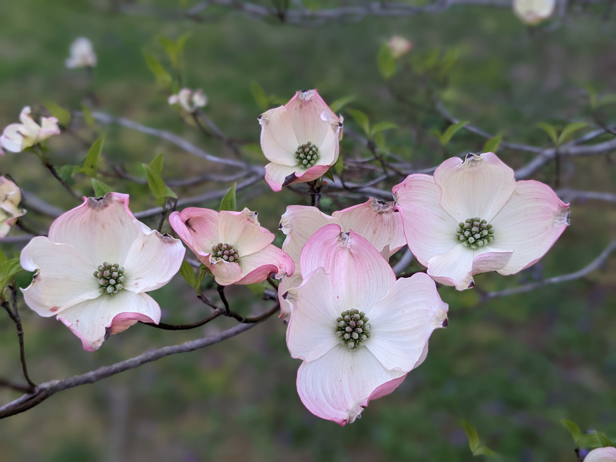 Episode 179: schönste Blumen 6 Rosa blühende Hundwood