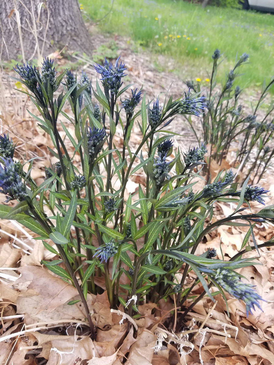 Episode 179: schönste Blumen 12 'Storm Cloud' Blue Star-Sprüche Laub