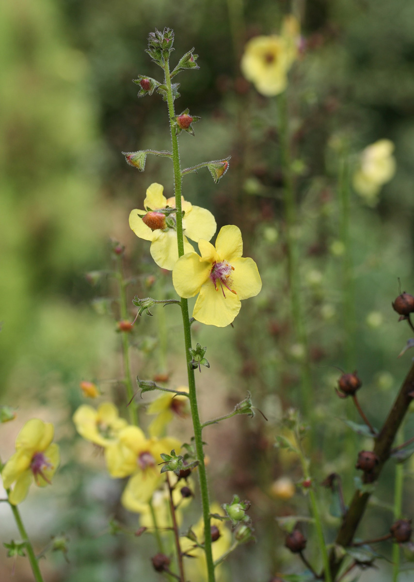 Episode 179: schönste Blumen 16 Wilder Mullein