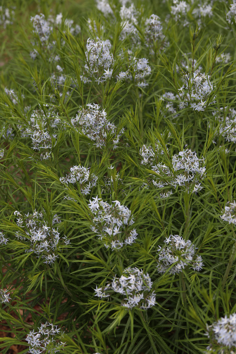 Episode 179: schönste Blumen 17 Threadleaf Bluestar