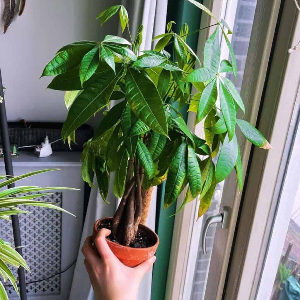 Topfpflanze von einer Hand am Fenster gehalten.