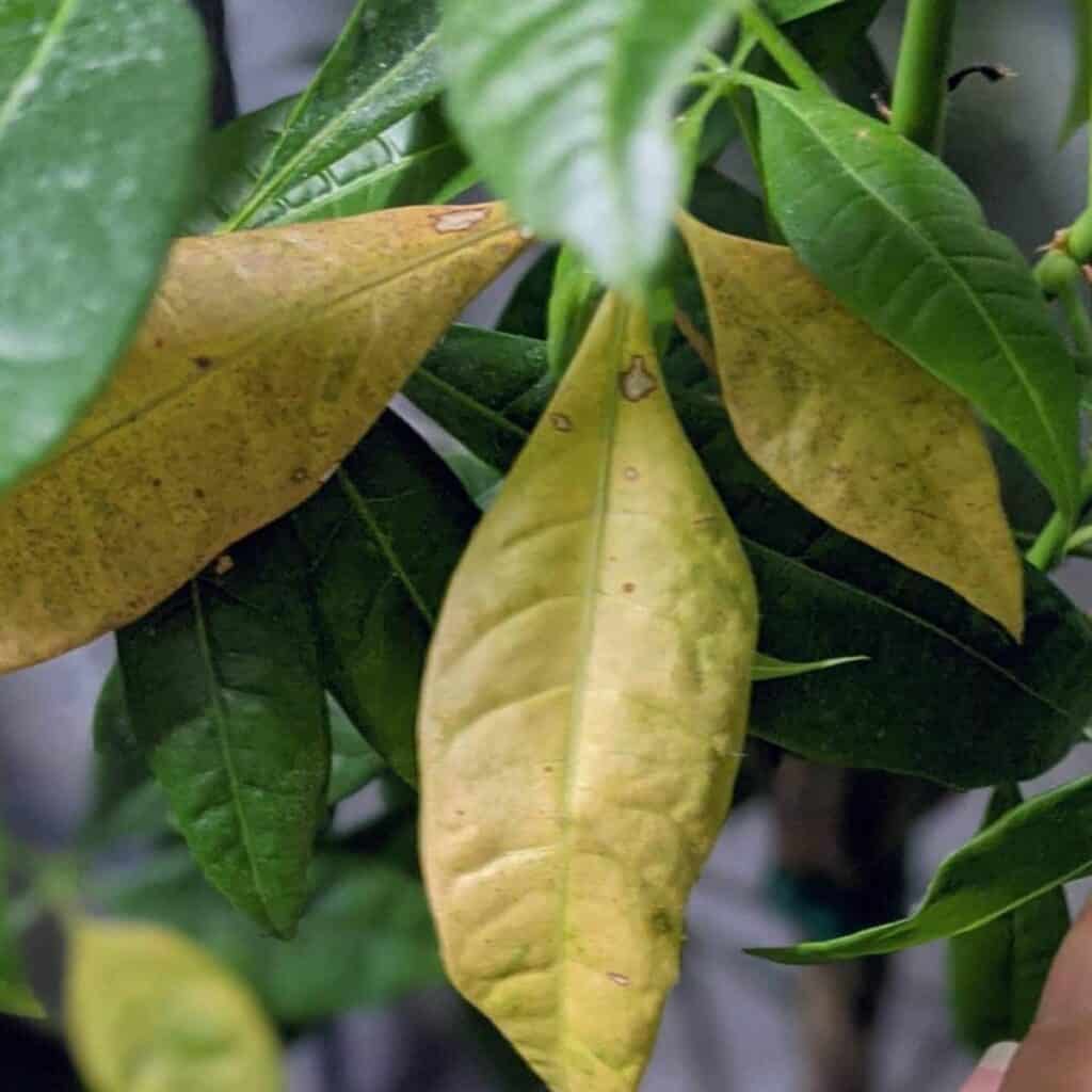 Ein offenbartes Blatt unter grünen, möglicherweise auf Probleme mit der Pflanzengesundheit.