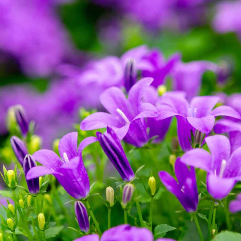 15 Gartenaufgaben für Februar im Norden - 6 1743025888 744 15 Gartenaufgaben fur Februar im Norden