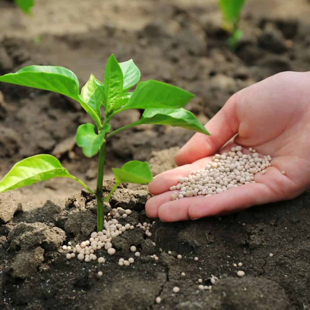 15 Gartenaufgaben für Februar im Norden - 14 1743025890 589 15 Gartenaufgaben fur Februar im Norden