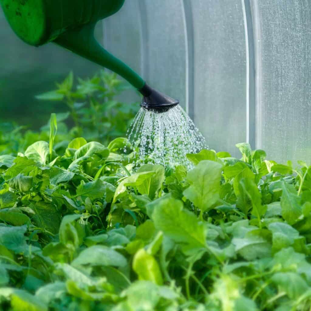 ttlid-60432-gardening-tasks-feb-south-t1 1743066382 654 15 Gartenaufgaben fur Februar im Suden