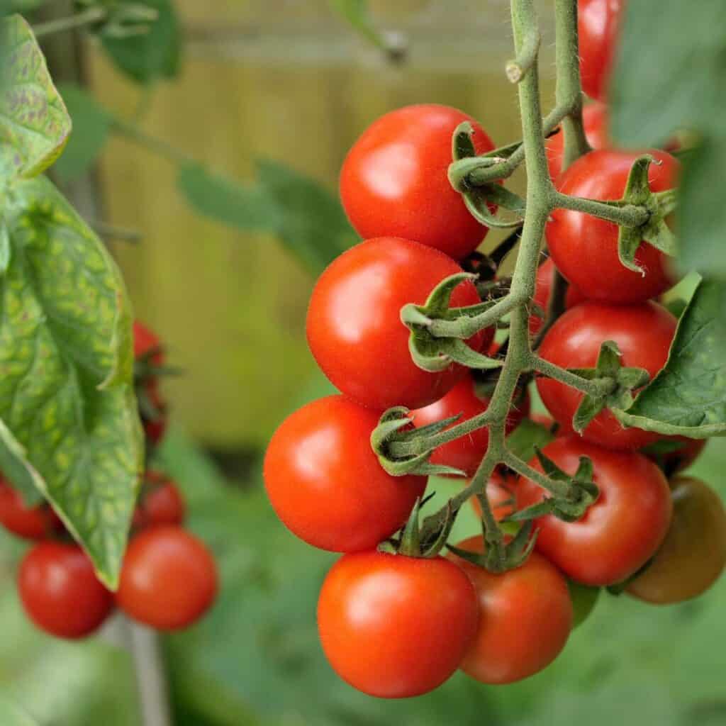ttlid-60434-gardening-tasks-feb-south-t1 1743066382 807 15 Gartenaufgaben fur Februar im Suden