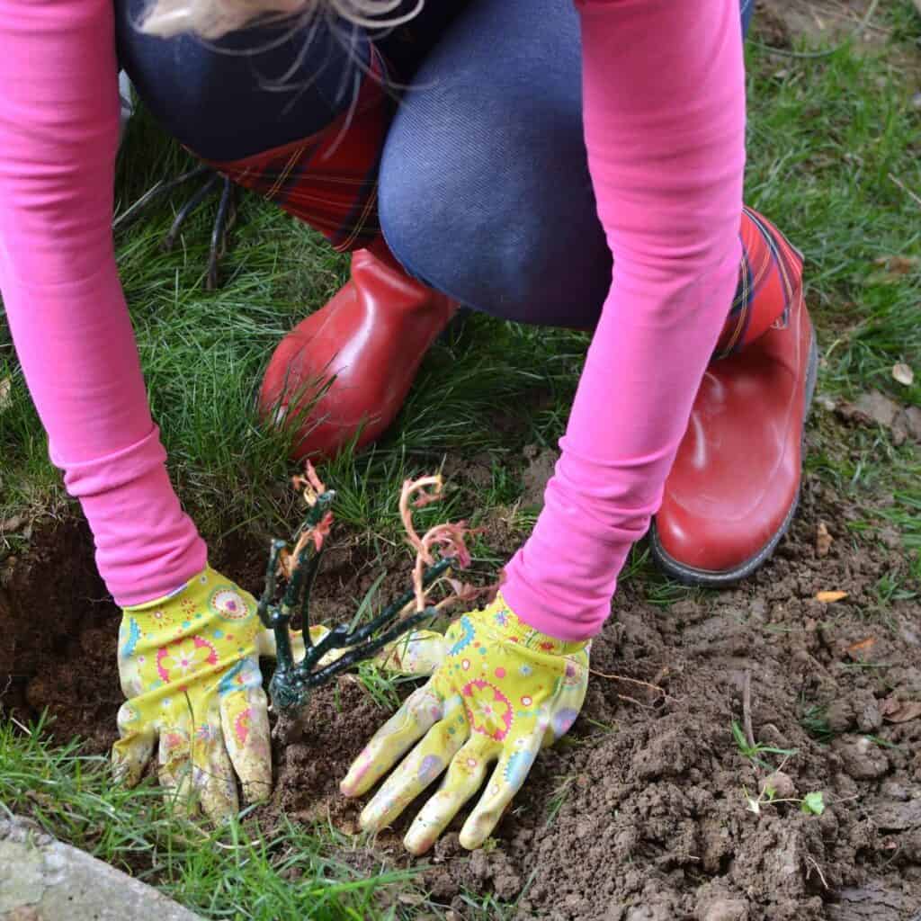 ttlid-60435-gardening-tasks-feb-south-t1 1743066383 163 15 Gartenaufgaben fur Februar im Suden