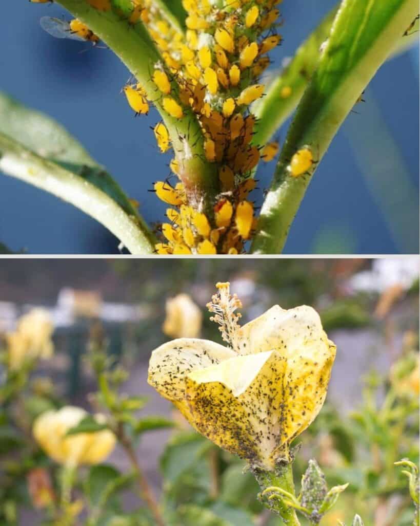 ttlid-60436-gardening-tasks-feb-south-t1 1743066383 41 15 Gartenaufgaben fur Februar im Suden