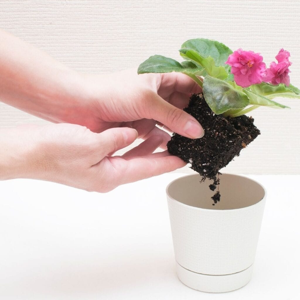 ttlid-60438-gardening-tasks-feb-south-t1 1743066383 755 15 Gartenaufgaben fur Februar im Suden