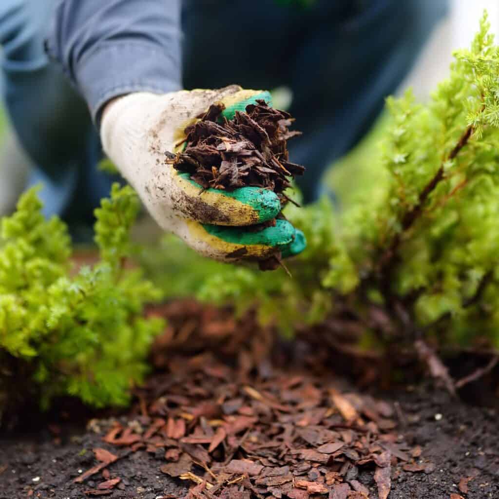ttlid-60440-gardening-tasks-feb-south-t1 1743066384 252 15 Gartenaufgaben fur Februar im Suden