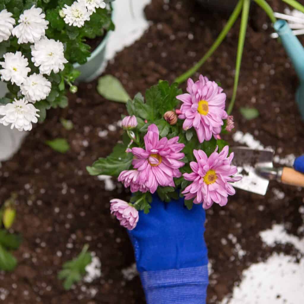 ttlid-60439-gardening-tasks-feb-south-t1 1743066384 45 15 Gartenaufgaben fur Februar im Suden