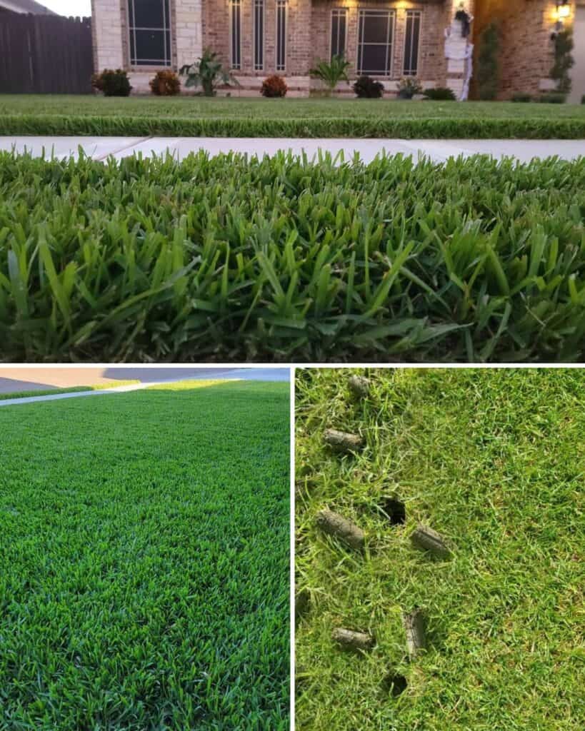 ttlid-60441-gardening-tasks-feb-south-t1 1743066384 977 15 Gartenaufgaben fur Februar im Suden