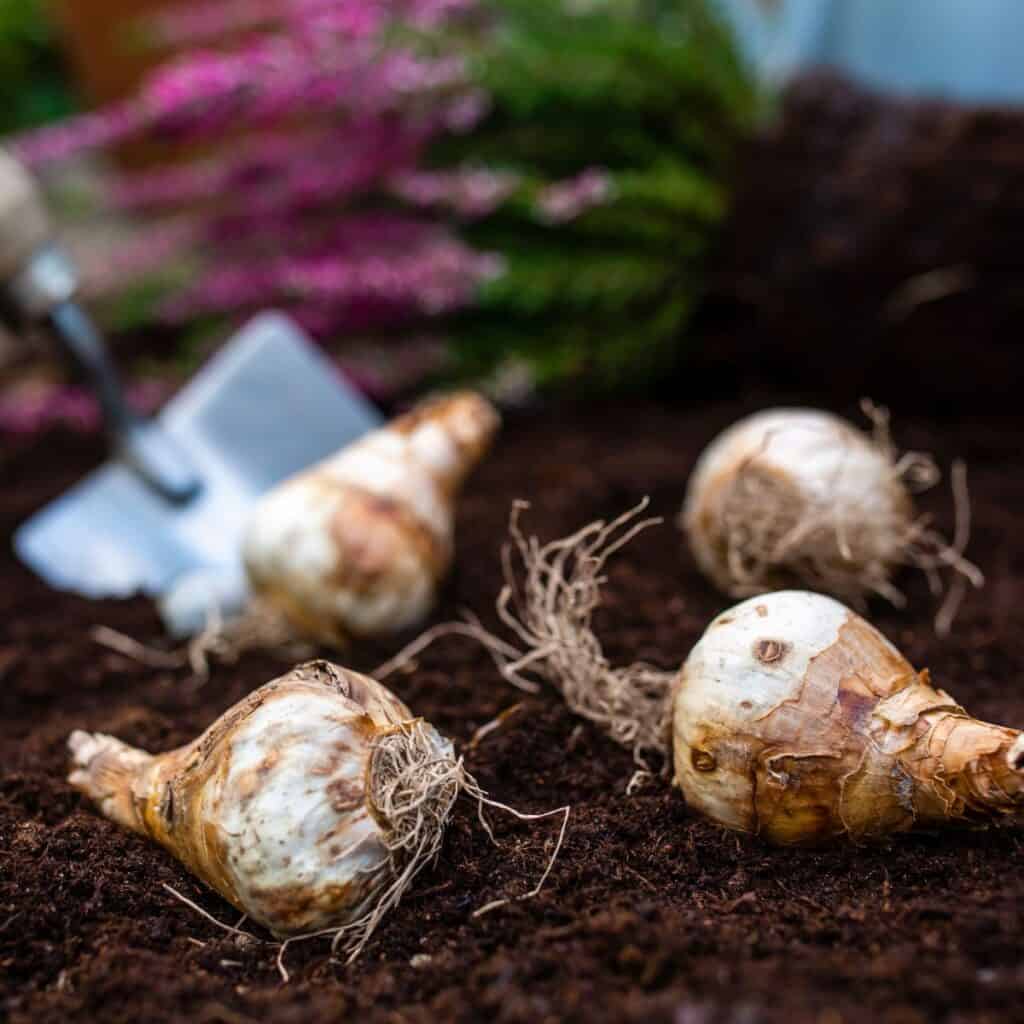 ttlid-60444-gardening-tasks-feb-south-t1 1743066385 876 15 Gartenaufgaben fur Februar im Suden