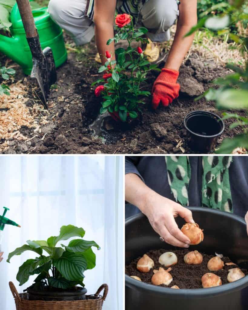 ttlid-60447-gardening-tasks-feb-south-t1 1743066385 903 15 Gartenaufgaben fur Februar im Suden