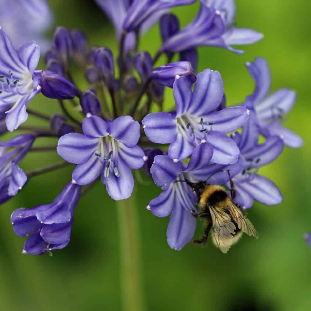9 Einzigartige Dinge über Agapanthus (Lily of the Nil), die Sie nicht wussten 6 1743085490 521 9 Einzigartige Dinge uber Agapanthus Lily of the Nil die