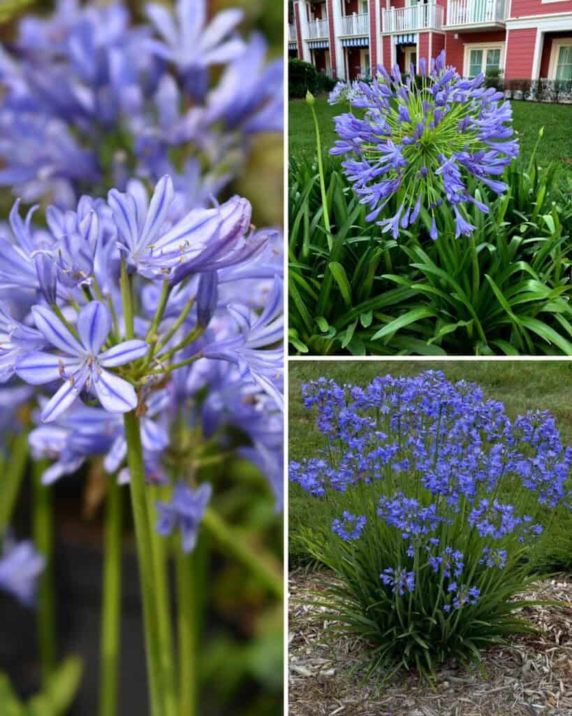 9 Einzigartige Dinge über Agapanthus (Lily of the Nil), die Sie nicht wussten 4 1743085490 752 9 Einzigartige Dinge uber Agapanthus Lily of the Nil die