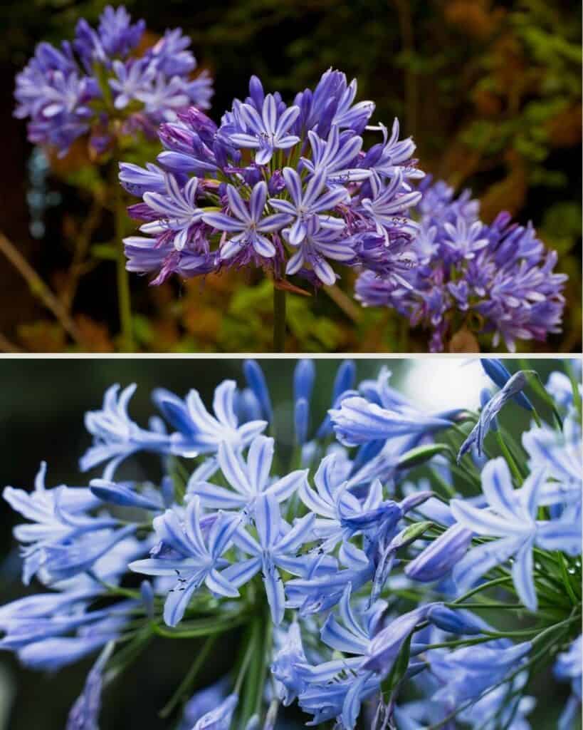 9 Einzigartige Dinge über Agapanthus (Lily of the Nil), die Sie nicht wussten 8 1743085491 318 9 Einzigartige Dinge uber Agapanthus Lily of the Nil die