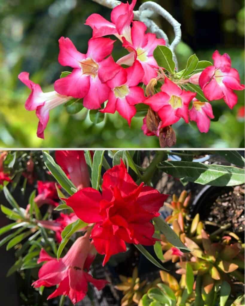 ttlid-60198-adenium-facts-t1 1743108581 120 Warum Adenium Obesum Desert Rose ein Muss ist 10 einzigartige