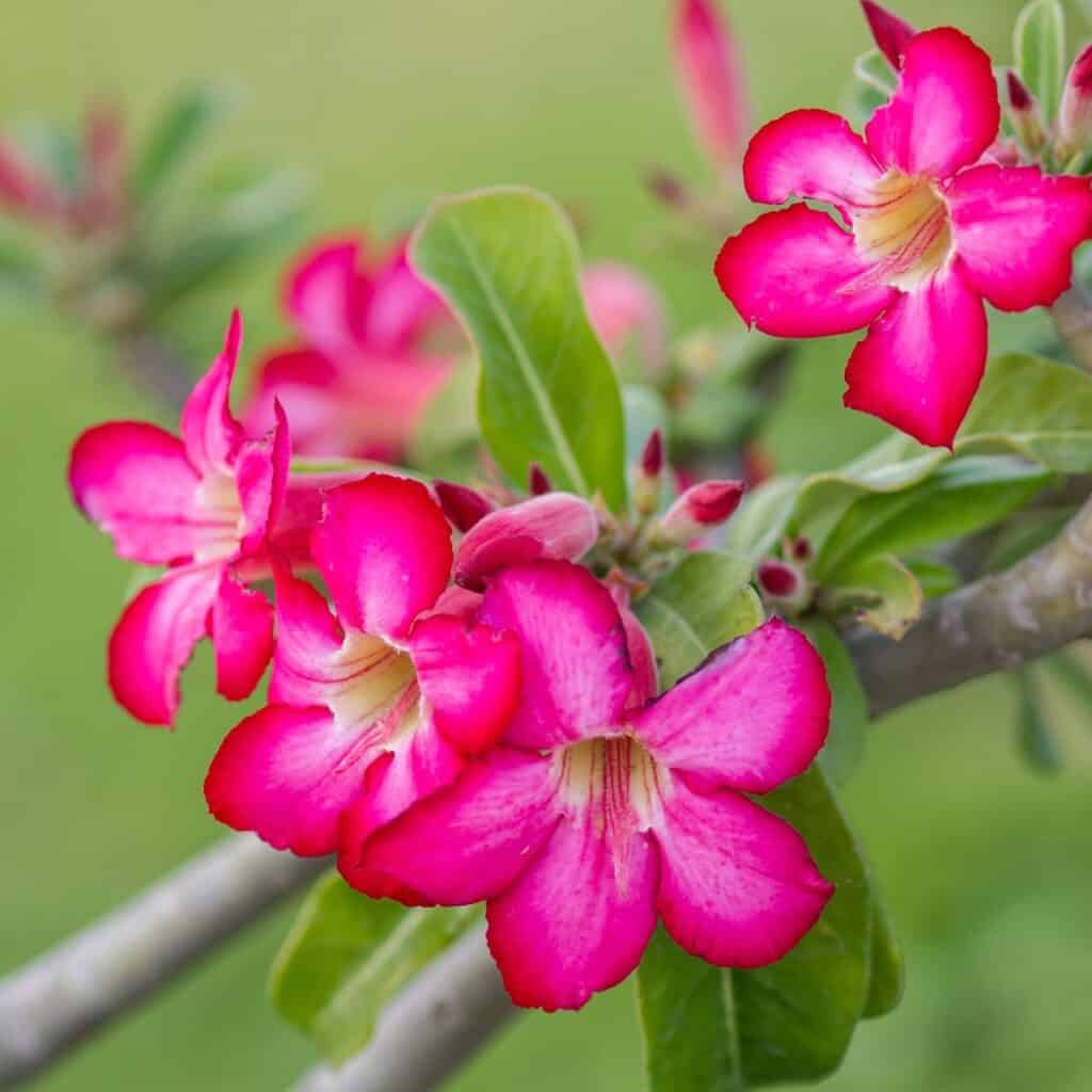 ttlid-60199-adenium-facts-t1 1743108582 502 Warum Adenium Obesum Desert Rose ein Muss ist 10 einzigartige