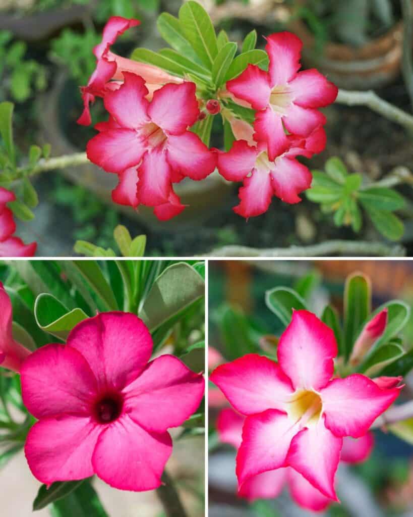 ttlid-60200-adenium-facts-t1 1743108582 658 Warum Adenium Obesum Desert Rose ein Muss ist 10 einzigartige