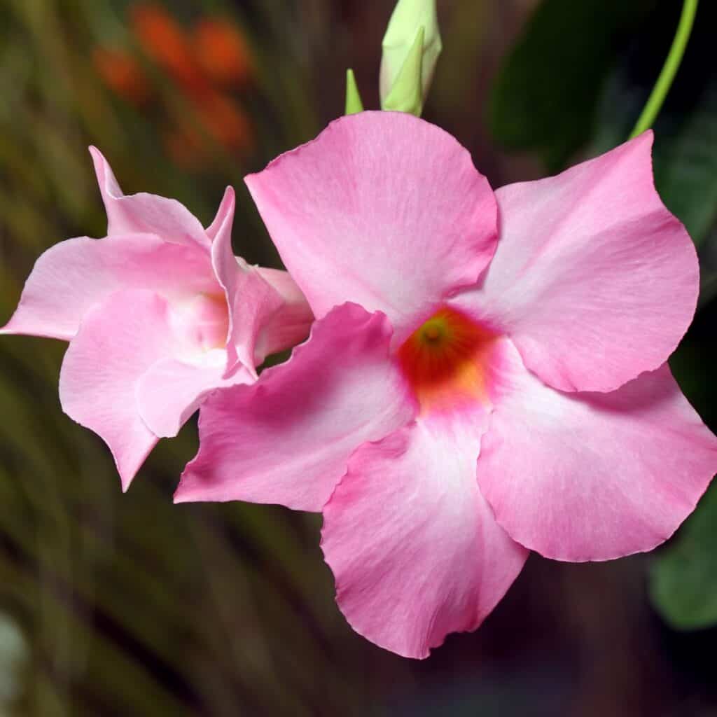 ttlid-60176-mandevilla-facts-t1 1743153310 913 10 faszinierende Fakten die Sie wissen mussen