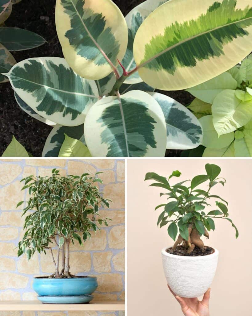 ttlid-60138-uses-for-ficus-plants-t1 1743180824 167 9 Unexpected Uses for Ficus Plants Hidden Houseplant Talents