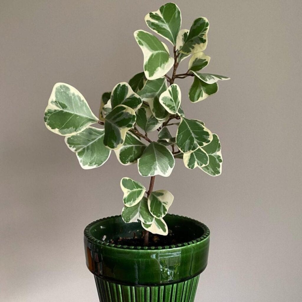 9 Unexpected Uses for Ficus Plants: Hidden Houseplant Talents 3 A hand holding a variegated plant in a green fluted ceramic pot