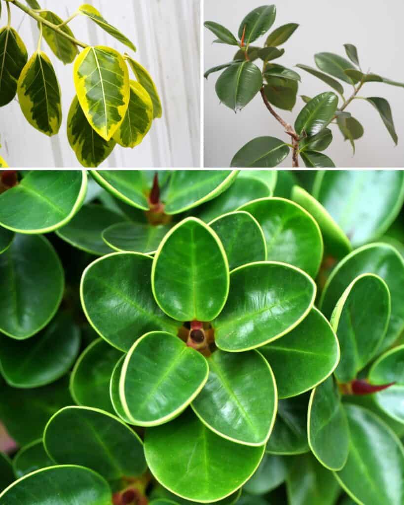 ttlid-60140-uses-for-ficus-plants-t1 1743180825 733 9 Unexpected Uses for Ficus Plants Hidden Houseplant Talents