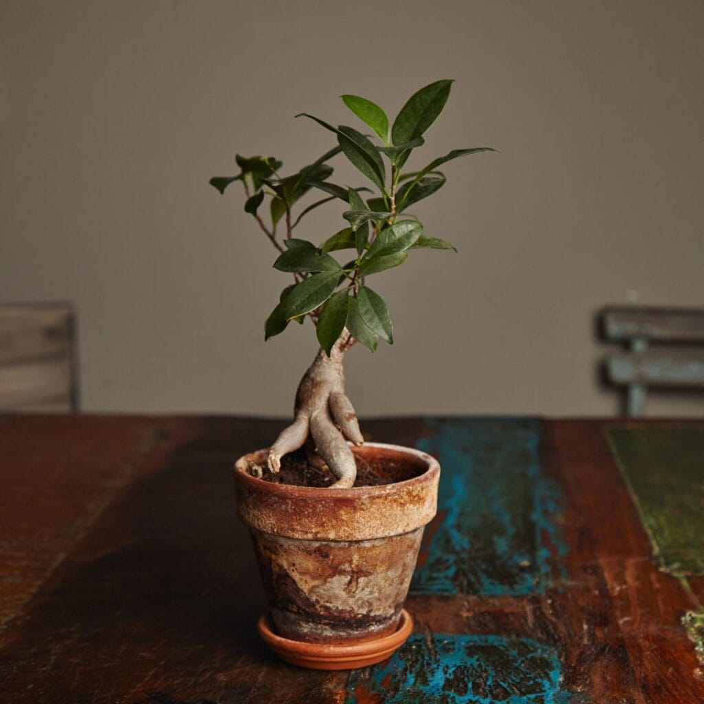 9 Unexpected Uses for Ficus Plants: Hidden Houseplant Talents 4 1743180825 78 9 Unexpected Uses for Ficus Plants Hidden Houseplant Talents