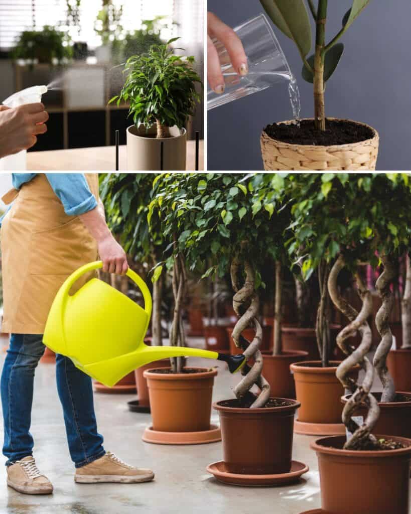 ttlid-60142-uses-for-ficus-plants-t1 1743180826 478 9 Unexpected Uses for Ficus Plants Hidden Houseplant Talents
