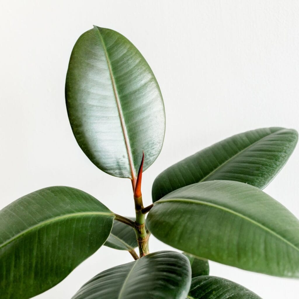 9 Unexpected Uses for Ficus Plants: Hidden Houseplant Talents 8 1743180826 491 9 Unexpected Uses for Ficus Plants Hidden Houseplant Talents