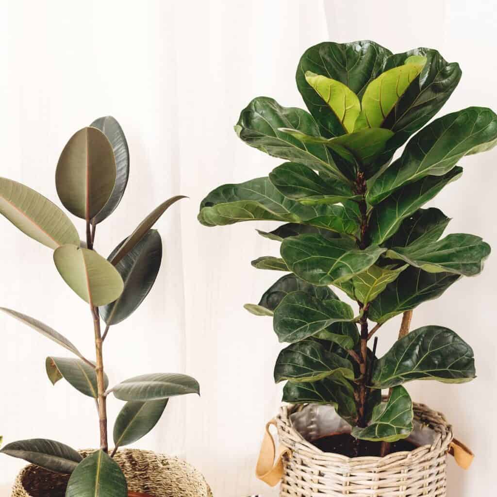 ttlid-60141-user-for-ficus-plants-t1 1743180826 634 9 Unexpected Uses for Ficus Plants Hidden Houseplant Talents
