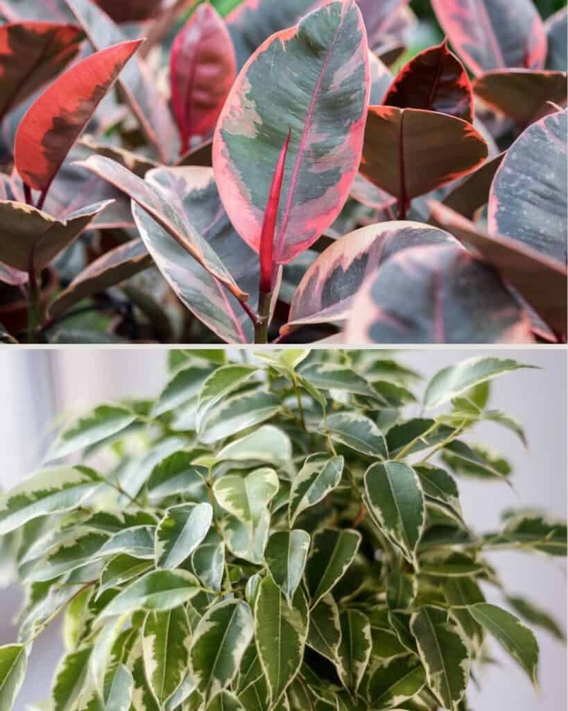 9 Unexpected Uses for Ficus Plants: Hidden Houseplant Talents 12 1743180827 110 9 Unexpected Uses for Ficus Plants Hidden Houseplant Talents