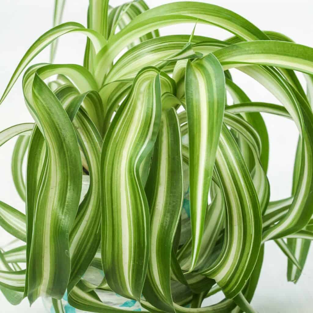 1743209687 456 5 Uberraschende Fakten uber Spinnenpflanzen Chlorophytum die Sie wissen mussen
