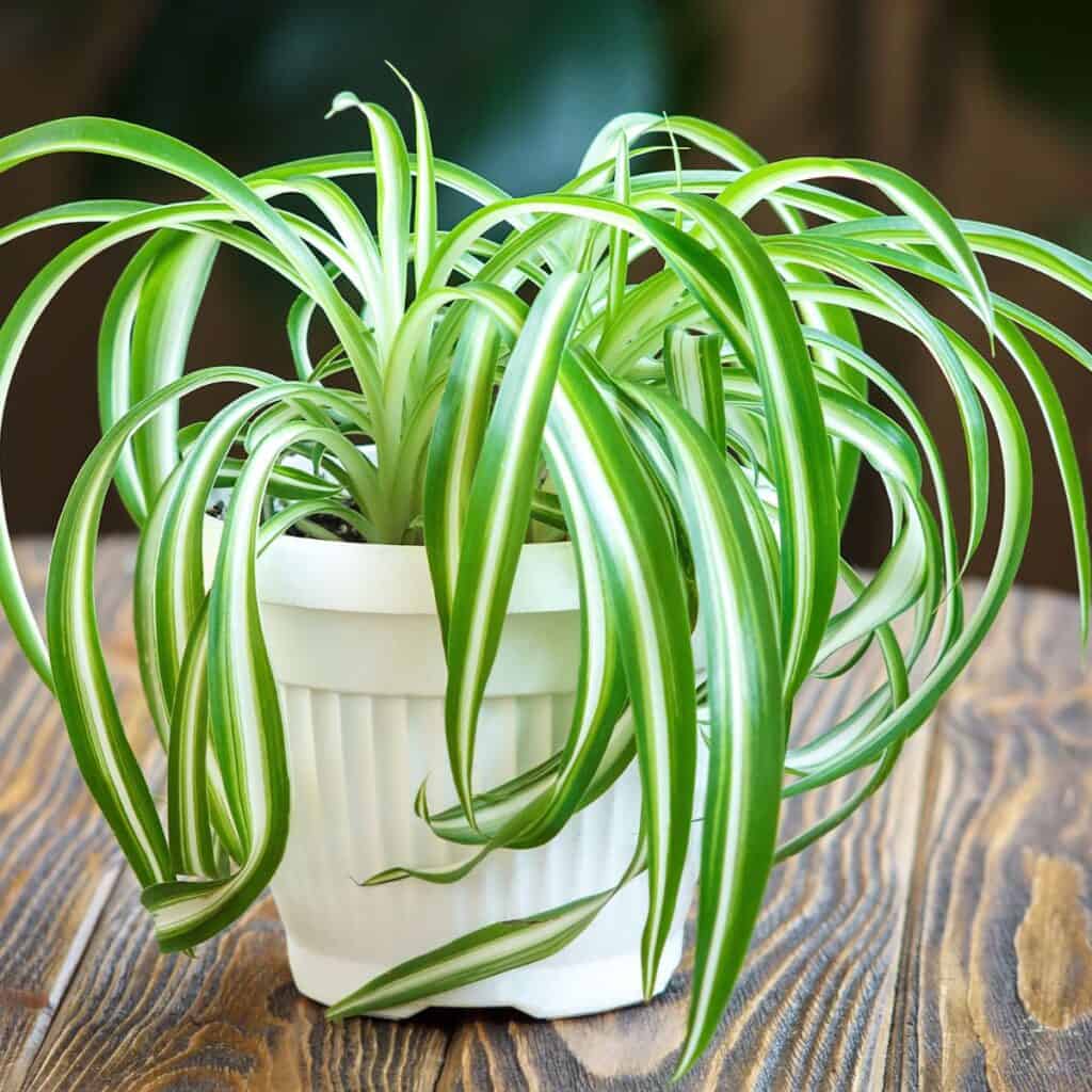 5 Uberraschende Fakten uber Spinnenpflanzen Chlorophytum die Sie wissen mussen