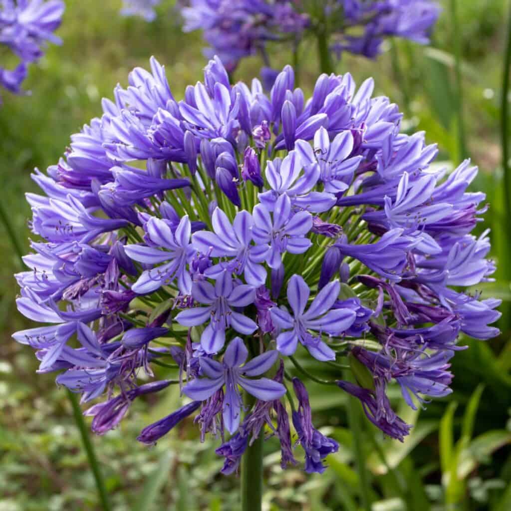 9 Einzigartige Dinge über Agapanthus (Lily of the Nil), die Sie nicht wussten 3 9 Einzigartige Dinge uber Agapanthus Lily of the Nil die
