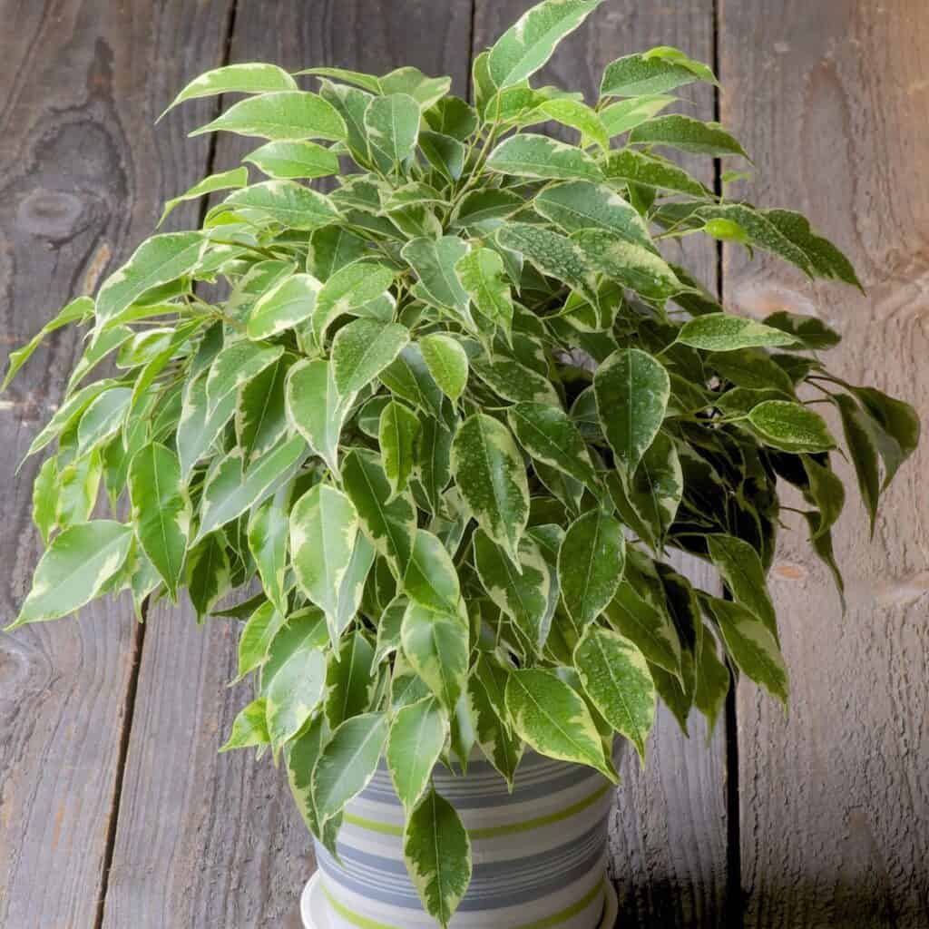 ttlid-60136-uses-for-ficus-plants-t1 9 Unexpected Uses for Ficus Plants Hidden Houseplant Talents