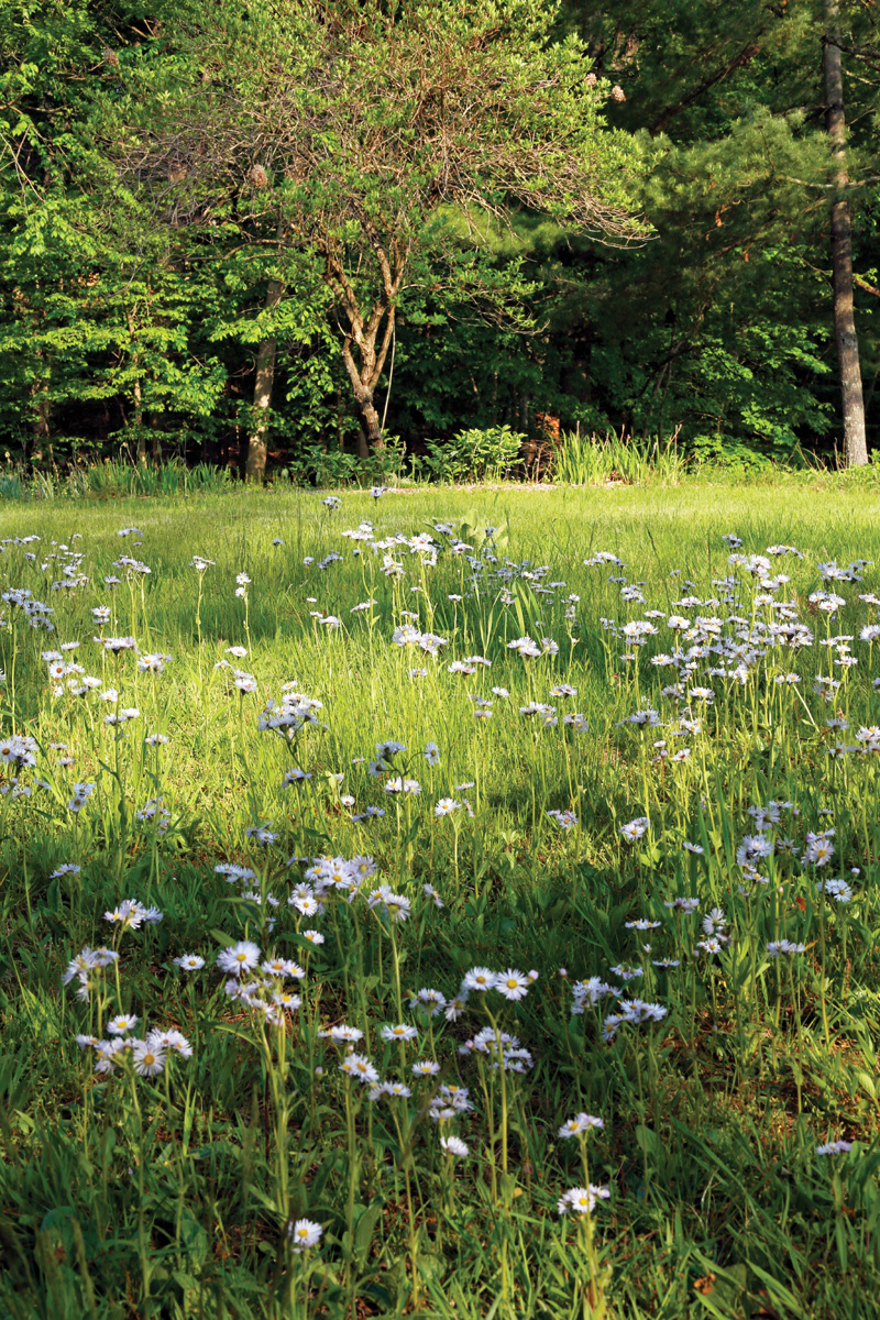 Einfache Möglichkeiten, um umweltfreundlicher zu gestalten 3 Einheimische Wildblumen in Ihrem Rasen tragen dazu bei, langes Gras attraktiv zu halten