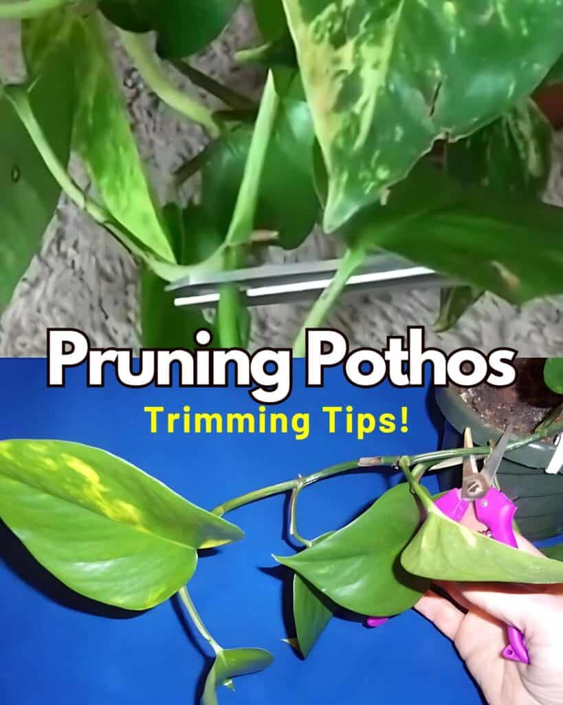 Tipps zum Trimmen von Pothos -Pflanzen 3 Ein Bild, das zwei Segmente von Pothos -Pflanzen zeigt, die beschnitten werden, mit einer Schere und dem Titel "Beschneiden von Pothos -Trimmspitzen!" prominent angezeigt.