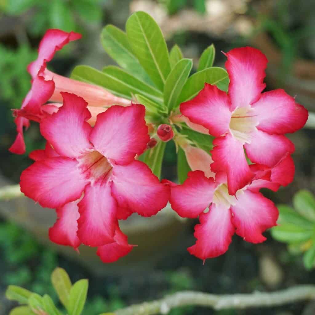ttlid-60197-adenium-facts-t1 Warum Adenium Obesum Desert Rose ein Muss ist 10 einzigartige