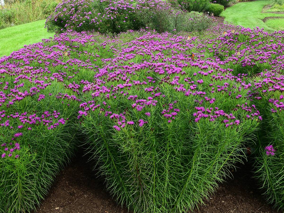 The Best New Plants for 2025 5 Summers End ironweed