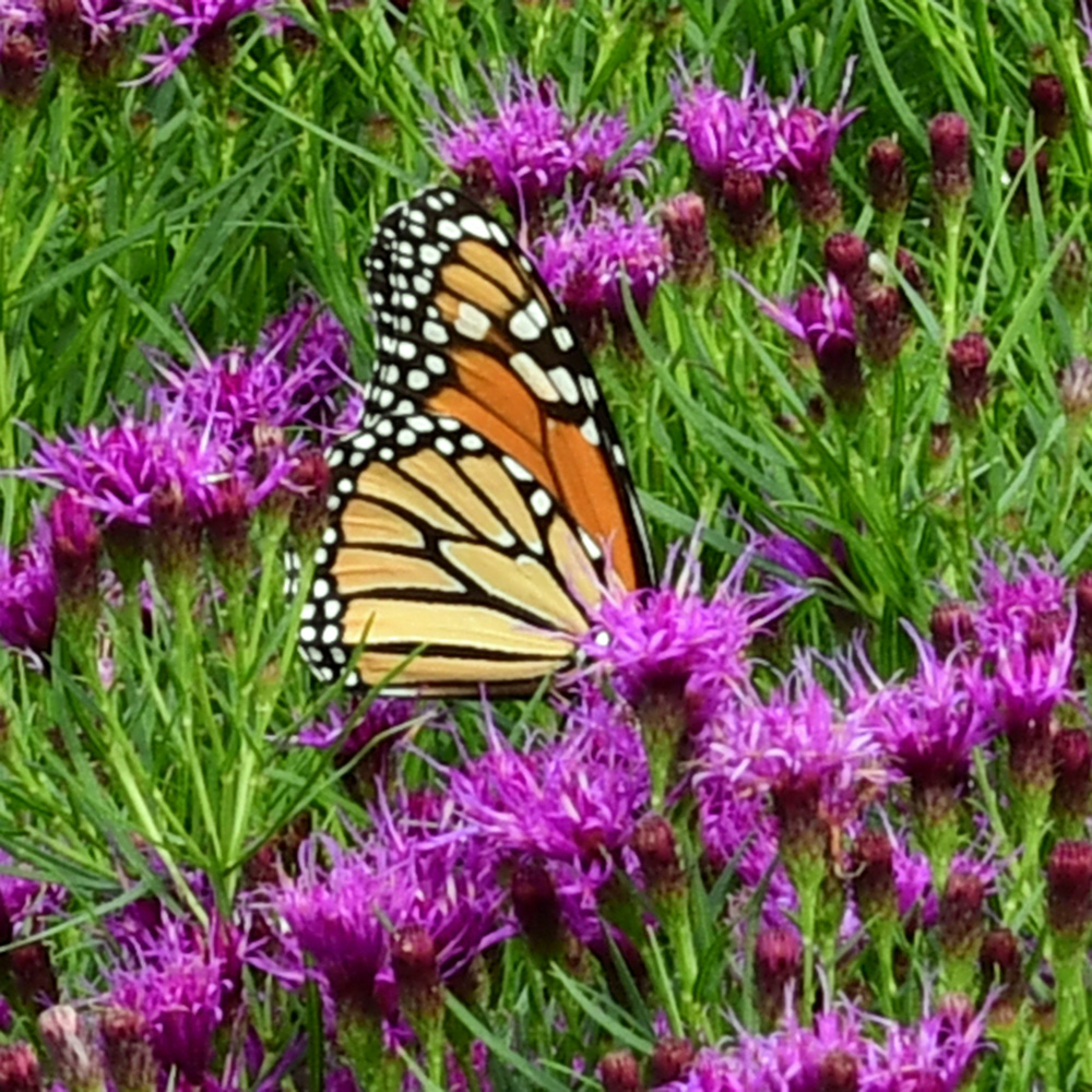 The Best New Plants for 2025 6 butterfly on bright purple flowers