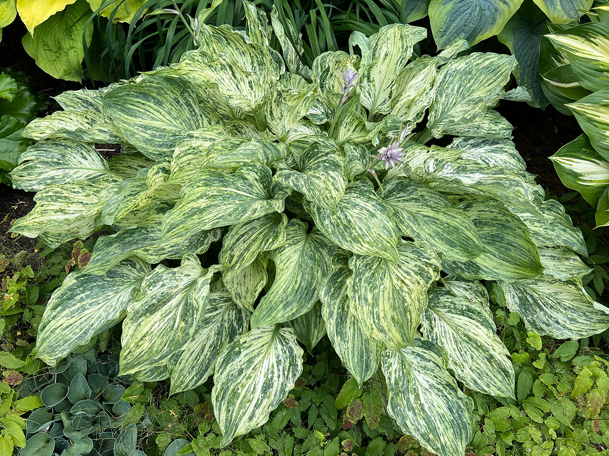 The Best New Plants for 2025 7 Emperors New Clothes’ hosta