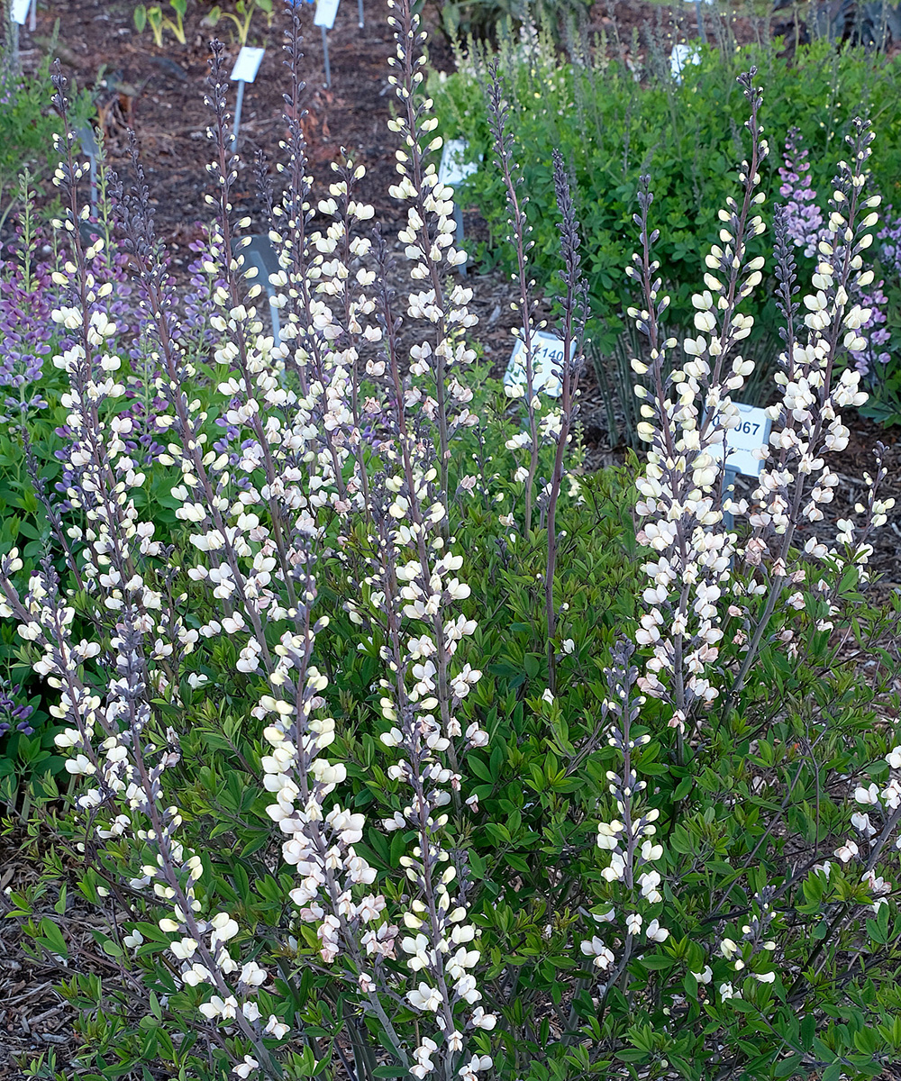 The Best New Plants for 2025 8 Darklight baptisia