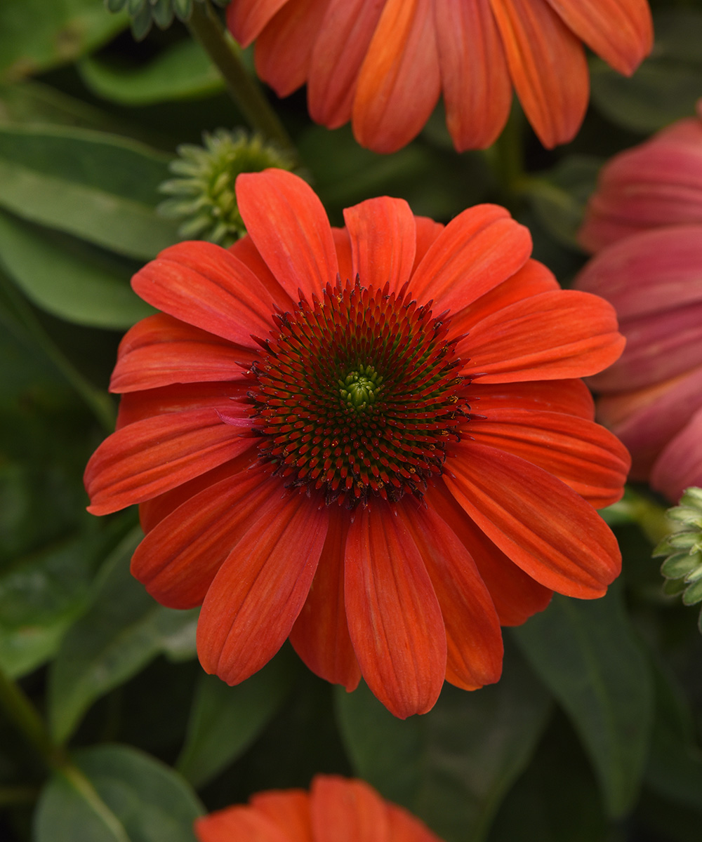 The Best New Plants for 2025 9 Sombrero Mandarin Mambo coneflower