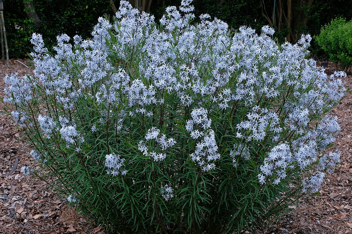 The Best New Plants for 2025 10 Wild Blue Yonder bluestar